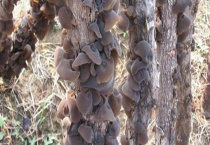 黑木耳产地在哪里 附功效作用