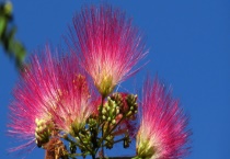 合欢是落叶还是常绿植物 与含羞草有什么不同