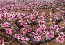 桃树开花了还能嫁接吗？