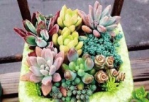 多肉植物怎么养夏天可以晒太阳吗？