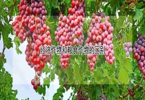 经济作物和粮食作物的区别？