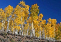 白桦树和白杨树的区别？