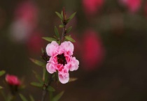 松红梅与松雪梅区别？