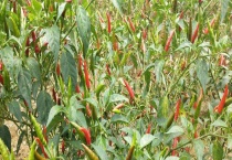 小米椒什么时候种植 附种植多久？