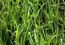 木和草有什么不同 什么是木本植物和草本植物