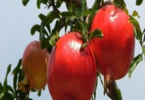 石榴汁的保存时间有多久 吃石榴有什么好处