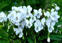 白花地丁能吃吗？