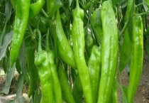 辣椒能不能生吃 辣椒有什么营养价值