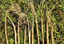 林下参和人参有什么不同 人参怎么加工