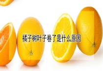 橘子树叶子卷了是什么原因？