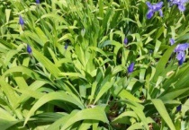 扁竹根和鸢尾的区别？