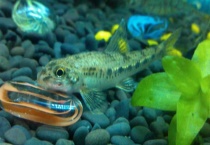 河里的鱼冬天都跑去哪里了