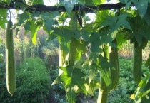 丝瓜只长藤不结果怎么办？