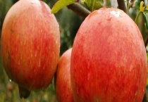 突尼斯石榴结果需要几年 附种植技术