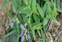 远志种子价格及种植方法 附远志的播种多久？