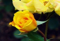 月季花苞垂头是什么原因？