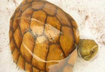 石金钱龟的养殖前景 市场销路以及效益和风险