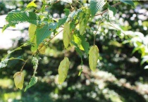 什么是欧洲鹅耳枥