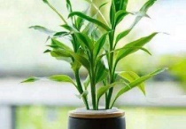 富贵竹烂根拯救多久？