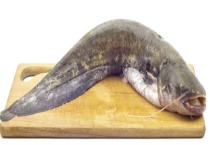 鲶鱼主要吃什么鱼、食物、东西长大的？鲶鱼效应是什么？