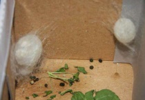 刚出生的蚕宝宝能饿几天