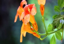 凌霄花秋天可以种活吗？