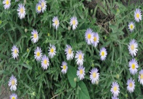 狗娃花与野菊花有什么不同 狗娃花养殖有什么技巧