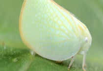 茶树白蛾蜡蝉形态特征 防治方法是什么？