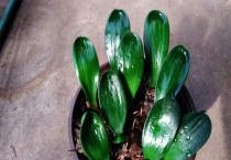 君子兰好苗特征