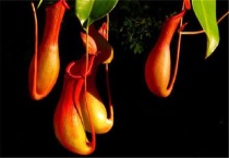 什么是圆盾猪笼草