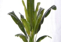 芭蕉叶是香蕉的叶子吗？