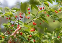 樱桃种子催芽多久？