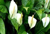 白掌怎么分株 附操作步骤