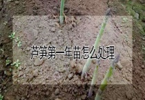 芦笋第一年苗怎么多久？