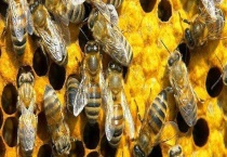 引起盗蜂的原因有哪些 详细介绍