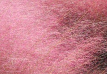 粉黛子是花还是草