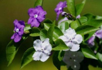 鸳鸯茉莉的花语