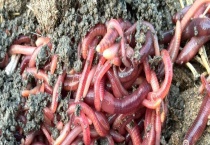 蚯蚓养殖的市场前景 有什么经济价值