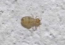 书虱会自己消失吗？