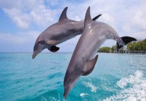 河豚和海豚的区别？ 有以下几点