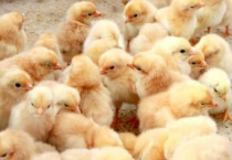 家养小鸡吃什么食物