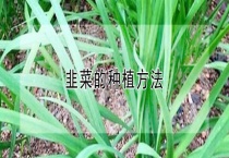 韭菜的种植多久？