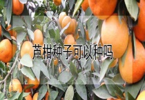 芦柑种子可以种吗？