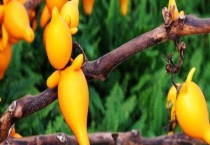 黄晶果多少钱一斤 附种植前景和风险