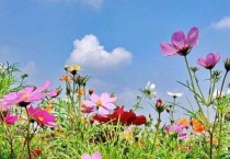 格桑花和波斯菊的区别？