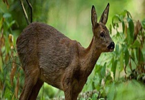 狍子的生活习性 是保护动物吗？
