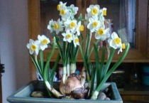 水仙花一天开花时间