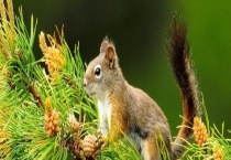 松鼠尾巴的功能 怎样作为宠物饲养