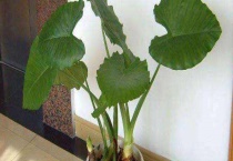 海芋花是滴水观音吗？