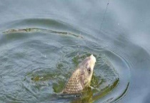 台钓鲫鱼用什么钩最佳？鱼钩种类有哪些？